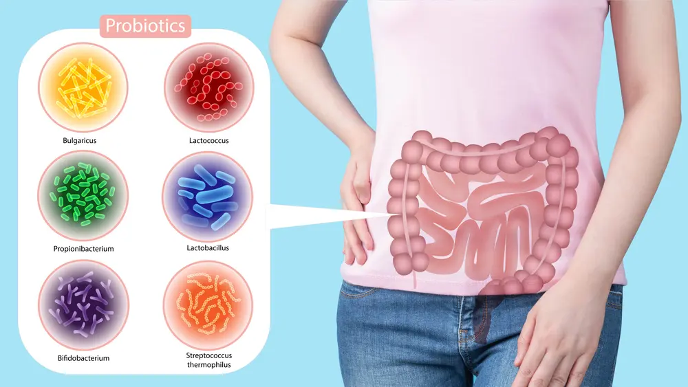 Infografika szczepów probiotycznych obok ilustracji jelit.